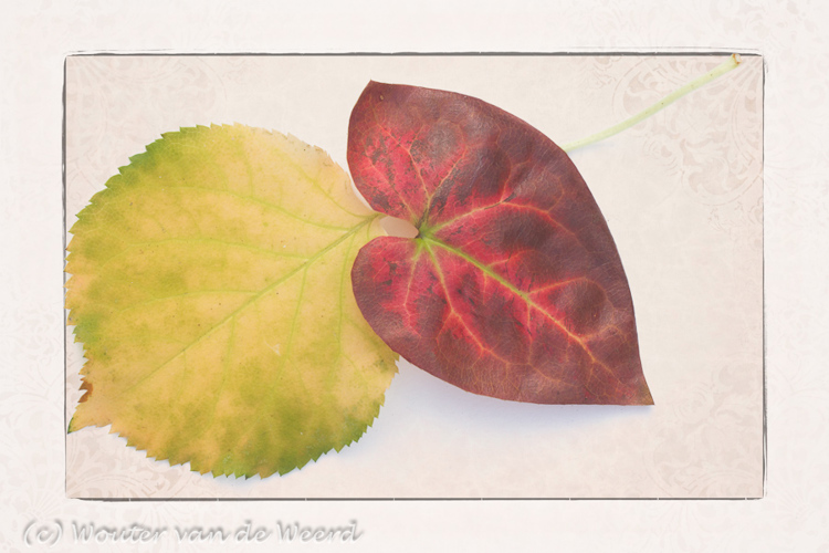 2011-11-13 - Klimhortensiablad en Elfenbloemblad als kunst-kaart<br/>Thuis - Zeist - Nederland<br/>Canon EOS 7D - 100 mm - f/22.0, 1/13 sec, ISO 200