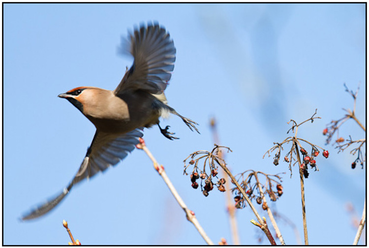 2011-03-07 - Wegvliegende Pestvogel<br/>Park bij Boterslootweg - Wijk bij Duurstede - Nederland<br/>Canon EOS 7D - 420 mm - f/4.0, 1/1250 sec, ISO 200