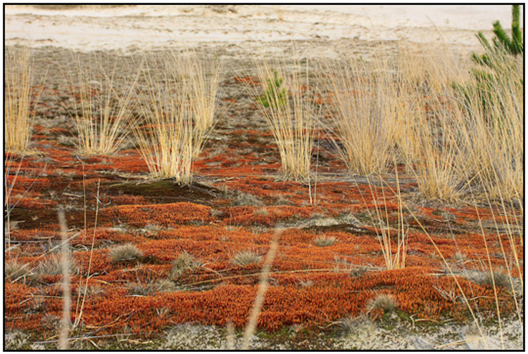 2010-03-22 - Het ziet rood van het Ruig haarmos<br/>Loonse en Drunense Duinen - Loon op Zand - Nederland<br/>Canon EOS 50D - 60 mm - f/8.0, 1/250 sec, ISO 400
