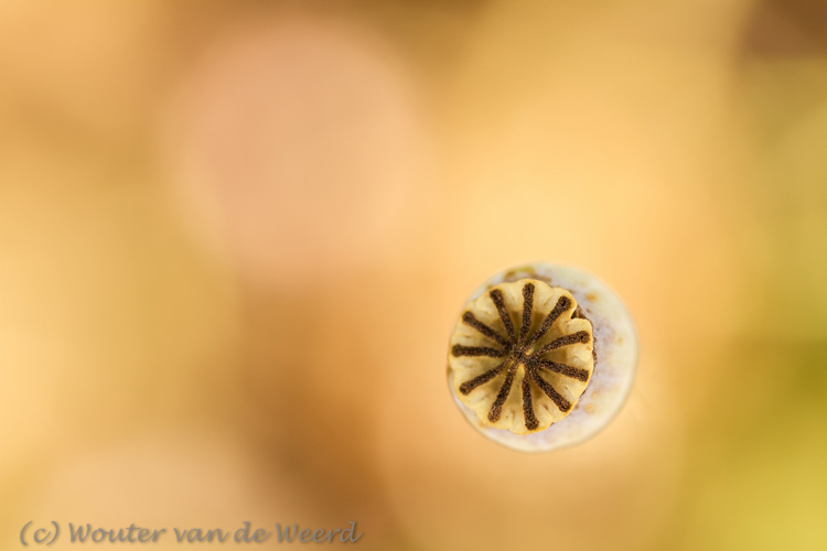 2013-09-08 - Klaproos zaaddoos<br/>De Uithof / Utrecht Science Park - Utrecht - Nederland<br/>Canon EOS 7D - 100 mm - f/3.5, 1/125 sec, ISO 200