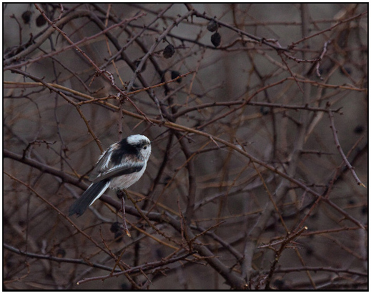 001-01-01 - Staartmees<br/>Oostvaardersplassen - Lelystad - Nederland<br/> -  - , , ISO