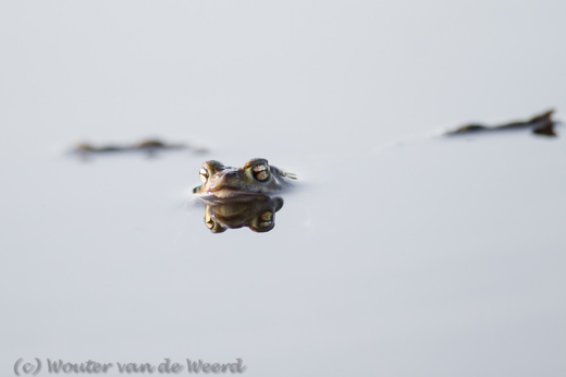 2012-03-15 - Pad, drijvend in het water<br/>Loofles - Kootwijk - Nederland<br/>Canon EOS 7D - 300 mm - f/2.8, 1/640 sec, ISO 200