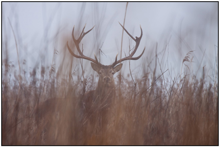 001-01-01 - Hert tussen het riet<br/>Oostvaardersplassen - Lelystad - Nederland<br/> -  - , , ISO