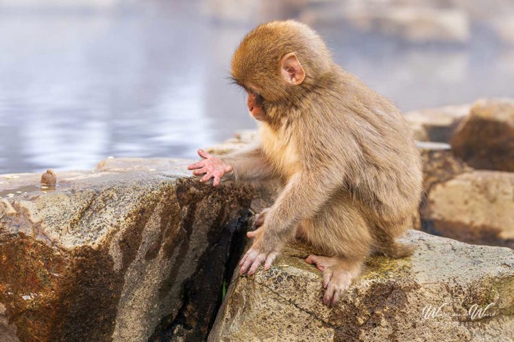 2026-02-13 - Hmm, vijf vingers, klopt dit wel?<br/>Jigokudani Monkey Park - Yamanouchi - Japan<br/>Canon EOS R5m2 - 200 mm - f/7.1, 1/200 sec, ISO 1000