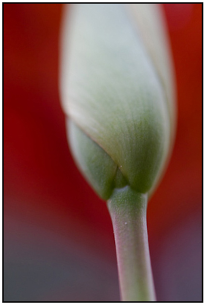 2011-04-28 - Abstracte tulp<br/>Thuis - Zeist - Nederland<br/>Canon EOS 7D - 100 mm - f/2.8, 0.05 sec, ISO 800