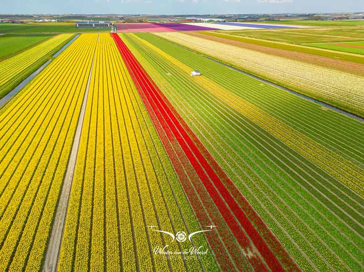 2023-04-18 - Bloembollenveld. gefotografeerd met drone<br/>Noord-Holland - Nederland<br/>FC3582 - 6.7 mm - f/1.7, 1/2000 sec, ISO 120