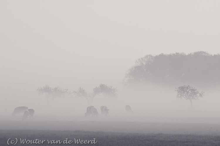 2011-11-19 - Koeien in de mist<br/>Langbroek - Nederland<br/>Canon EOS 7D - 210 mm - f/8.0, 1/200 sec, ISO 400