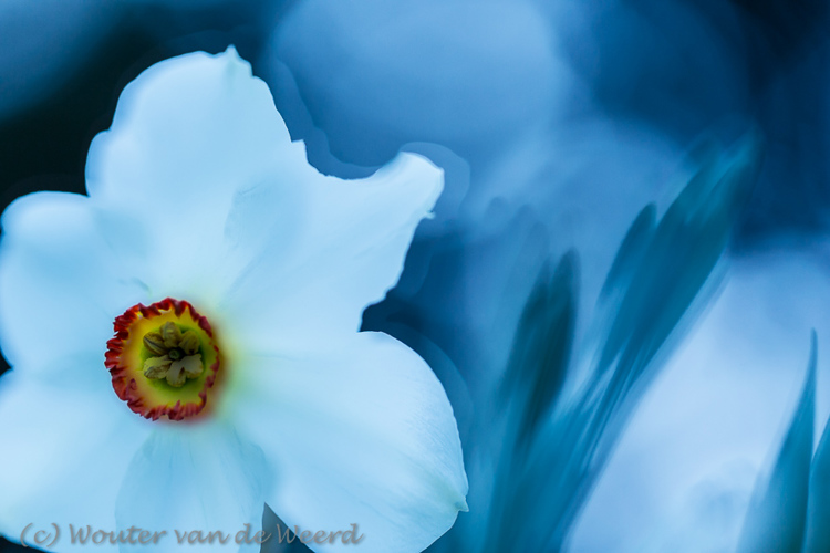 2016-04-07 - Dichtersnarcis in de schemering<br/>Landgoed Amelisweerd - Bunnik-Utrecht - Nederland<br/>Canon EOS 5D Mark III - 100 mm - f/2.8, 1/30 sec, ISO 800