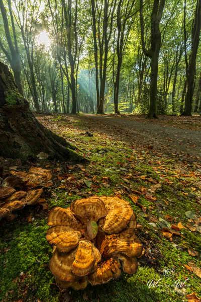 2026-10-02 - Bijzondere paddenstoel in omgeving<br/>Speuldersbos - Garderen - Nederland<br/>Canon EOS R5m2 - 14 mm - f/16.0, 0.5 sec, ISO 100