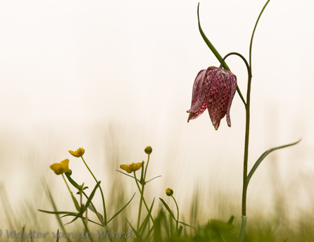 Kievitsbloemen Kievitsbloemen