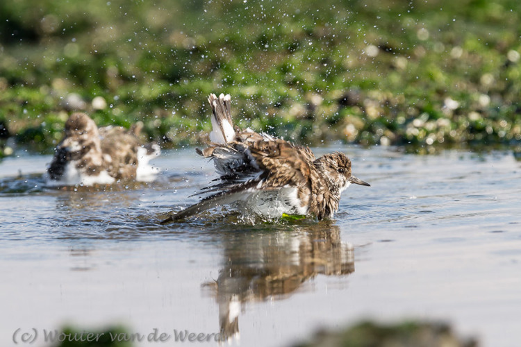 2013-10-07 - Steenloper in bad<br/>Strand bij Pier van IJmuiden - IJmuiden - Nederland<br/>Canon EOS 7D - 420 mm - f/5.6, 1/1250 sec, ISO 400