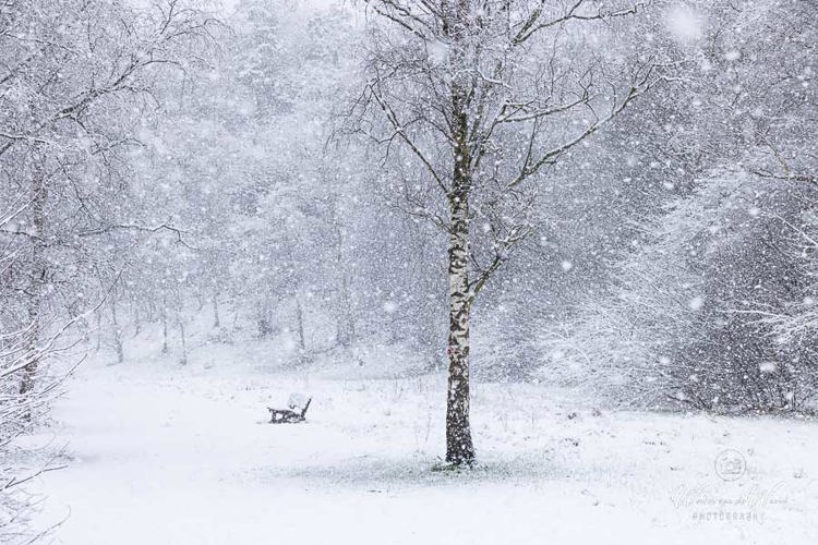 2023-01-20 - Winters<br/>Kaapse Bossen - Doorn - Nederland<br/>Canon EOS R5 - 70 mm - f/5.6, 1/500 sec, ISO 3200