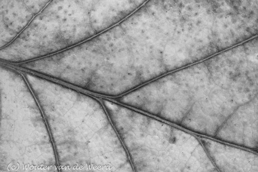 2011-11-13 - Herfstblad (klimhortensia) in zwart-wit <br/>Thuis - Zeist - Nederland<br/>Canon EOS 7D - 100 mm - f/16.0, 1/8 sec, ISO 200