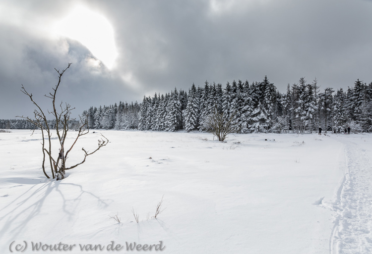 2015-01-30 - Zon, sneeuw en bomen<br/>Hoge Venen - Baraque Michel - België<br/>Canon EOS 5D Mark III - 24 mm - f/8.0, 1/640 sec, ISO 200