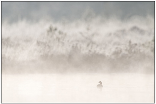 2011-03-20 - Dodaars (Tachybaptus ruficollis) in de mist<br/>Kootwijkerveen - Kootwijk - Nederland<br/>Canon EOS 7D - 420 mm - f/4.0, 1/640 sec, ISO 200