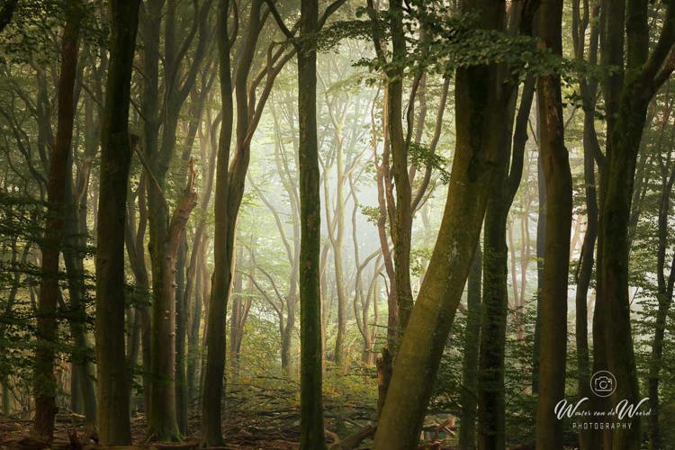 2026-10-02 - Doorkijkje<br/>Speuldersbos - Garderen - Nederland<br/>Canon EOS R5m2 - 115 mm - f/9.0, 2 sec, ISO 200