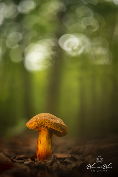 2025-10-10 - Boleet met bokeh<br/>Krakelingsebos - Zeist - Nederland<br/>Canon EOS R5 -  - , 1/200 sec, ISO 800