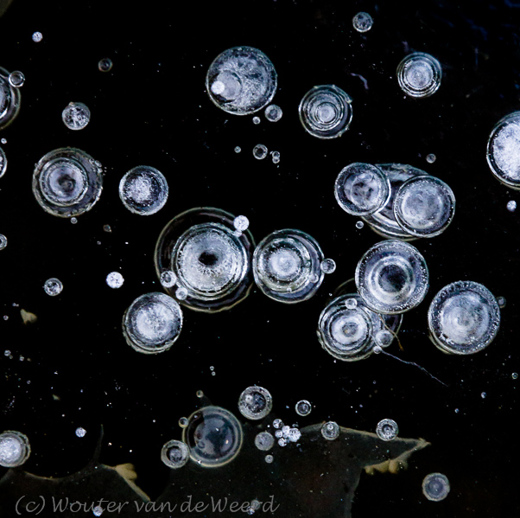 2013-01-13 - Luchtbellen in het ijs<br/>Amerongse Bovenpolder - Amerongen - Nederland<br/>Canon EOS 7D - 105 mm - f/8.0, 0.02 sec, ISO 800