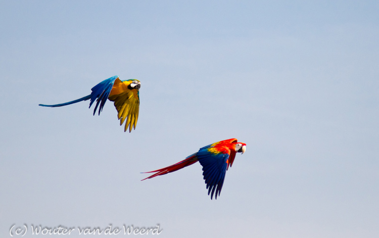 2011-09-25 - Ara's tijdens de vogelshow<br/>Diergaarde Blijdorp - Rotterdam - Nederland<br/>Canon EOS 7D - 105 mm - f/4.0, 1/2500 sec, ISO 400