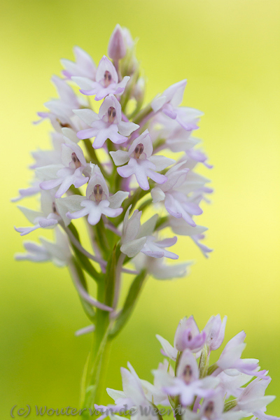 2012-05-06 - Hybride Grote Muggenorchis x Hondskruid<br/>Lesbos - Griekenland<br/>Canon EOS 7D - 100 mm - f/4.5, 1/320 sec, ISO 400