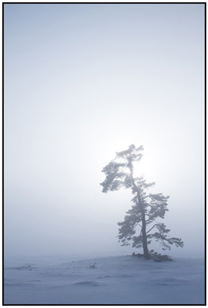 2010-12-30 - Eenzame boom in de mist<br/>NP De Hoge Veluwe - Otterlo - Nederland<br/>Canon EOS 7D - 24 mm - f/8.0, 1/640 sec, ISO 200
