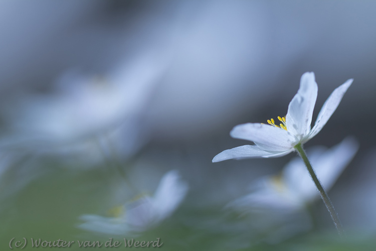2012-03-22 - Bosanemonen in koele tinten<br/>Landgoed Amelisweerd - Bunnik-Utrecht - Nederland<br/>Canon EOS 7D - 100 mm - f/2.8, 1/2500 sec, ISO 200