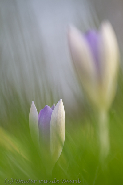 2014-02-17 - Tweekleurige krokussen in het gras<br/>Landgoed Niënhof - Bunnik - Nederland<br/>Canon EOS 7D - 100 mm - f/4.0, 1/160 sec, ISO 200