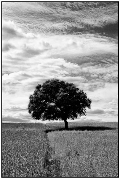2009-04-25 - Boom in het veld - zwart-wit<br/>Extremadura - Spanje<br/>Canon EOS 50D - 40 mm - f/16.0, 1/60 sec, ISO 200