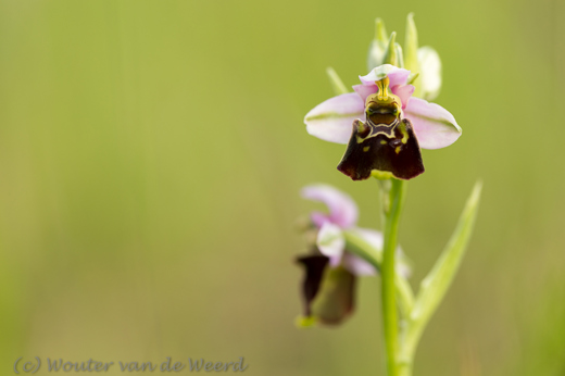 2014-05-22 - Hommelorchis<br/>Viroinval - België<br/>Canon EOS 5D Mark III - 100 mm - f/4.0, 0.01 sec, ISO 200