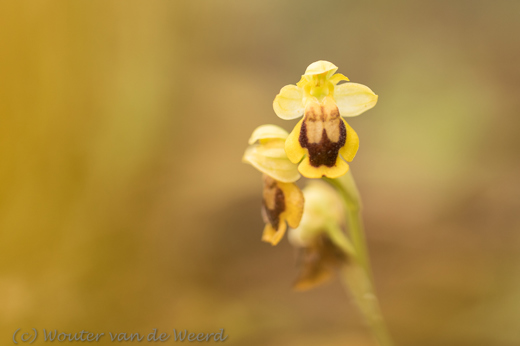 2019-04-24 - Spiegelorchis (Ophrys bilunulata)<br/>Querença - Portugal<br/>Canon EOS 7D Mark II - 100 mm - f/2.8, 1/640 sec, ISO 400