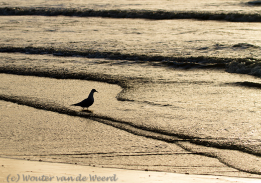 2011-12-30 - Meeuw met natte voeten<br/>Zuidpier en strand - IJmuiden - Nederland<br/>Canon EOS 7D - 100 mm - f/6.3, 1/2000 sec, ISO 400