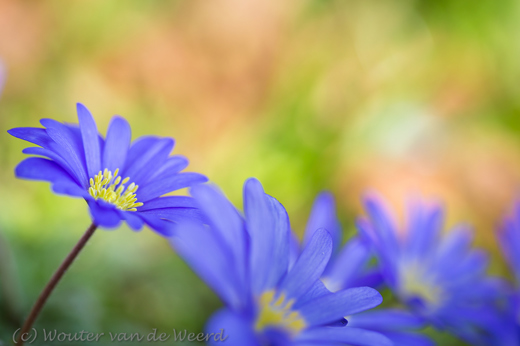 2015-04-10 - Blauwe anemonen <br/>Zeist - Nederland<br/>Canon EOS 5D Mark III - 100 mm - f/3.5, 1/320 sec, ISO 200