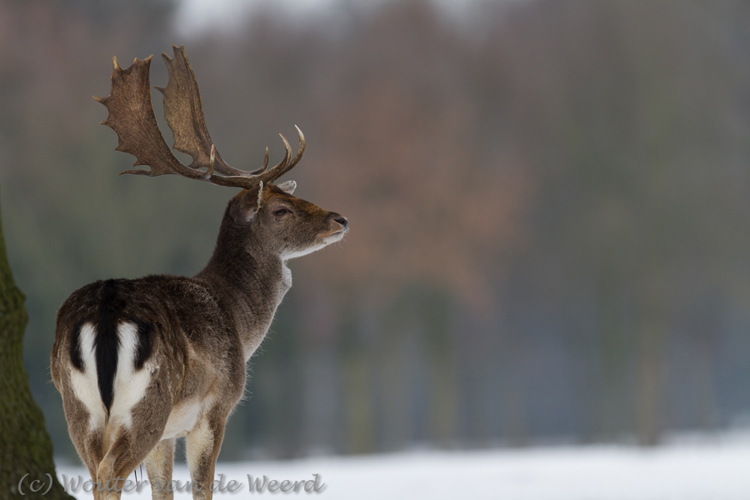 2013-01-20 - Damhert <br/>Biotopwildpark Anholter Schweiz - Isselburg - Duitsland<br/>Canon EOS 7D - 300 mm - f/2.8, 1/500 sec, ISO 125