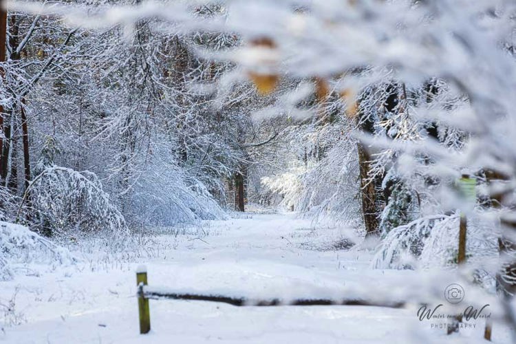 2026-01-04 - Winters wandelpad<br/>Bornia -Heidestein - Zeist - Nederland<br/>Canon EOS R6m2 - 200 mm - f/5.0, 1/400 sec, ISO 800