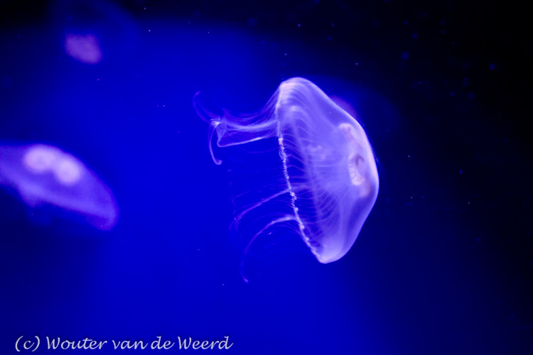 2011-09-25 - Kwal in outer space<br/>Diergaarde Blijdorp - Rotterdam - Nederland<br/>Canon EOS 7D - 45 mm - f/4.0, 1/30 sec, ISO 1600
