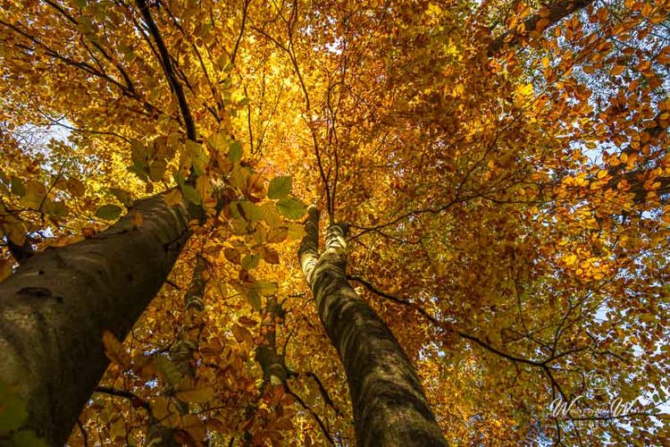 2025-11-07 - Dicht geel bladerdek van een beuk<br/>Erfgooiersbos - Hilversum - Nederland<br/>Canon EOS R5 - 24 mm - f/8.0, 1/40 sec, ISO 400