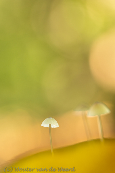 2015-09-26 - Drie paddenstoelen in mooi licht met bokeh<br/>Maartensdijkse bos - Maartensdijk - Nederland<br/>Canon EOS 5D Mark III - 100 mm - f/4.0, 0.02 sec, ISO 800