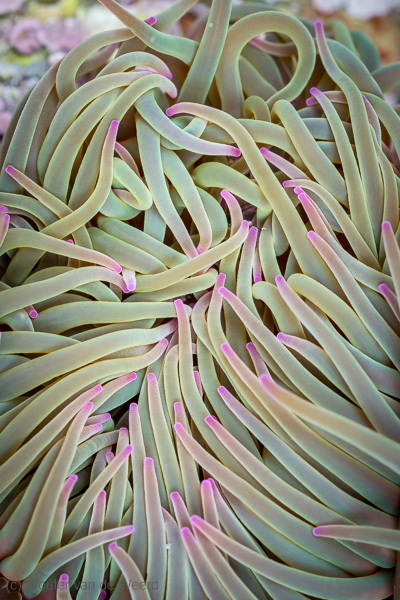 2015-04-27 - Warboel van zee-anemoon tentakels<br/>Playa del Silencio - Cudillero - Spanje<br/>Canon EOS 5D Mark III - 100 mm - f/8.0, 1/6 sec, ISO 800