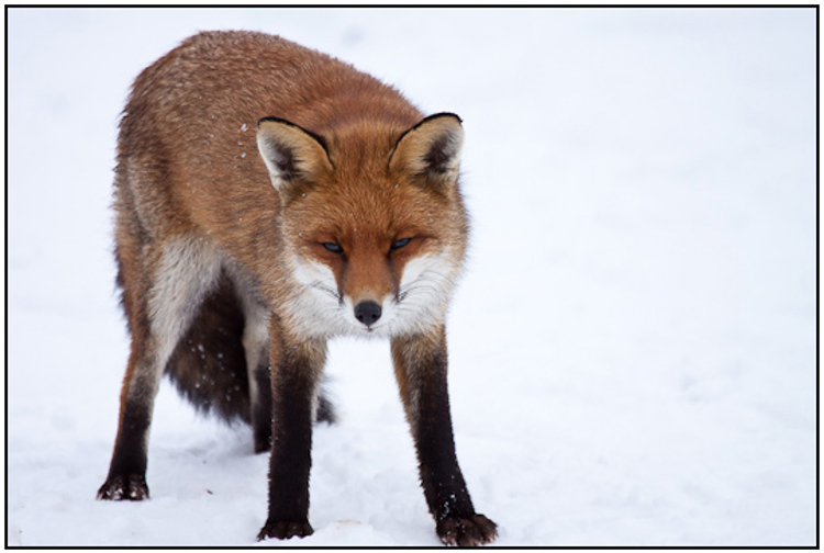 001-01-01 - Vos in de sneeuw<br/>Oostvaardersplassen - Lelystad - Nederland<br/> -  - , , ISO