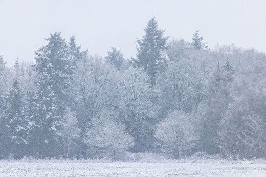 2023-01-20 - Ieder takje is met sneeuw bedekt<br/>Kaapse Bossen - Doorn - Nederland<br/>Canon EOS R5 - 200 mm - f/4.0, 1/640 sec, ISO 3200