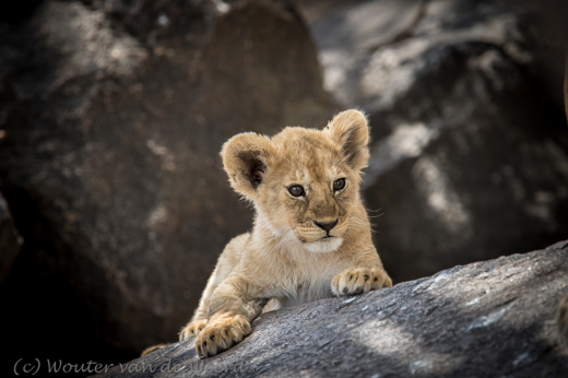 2015-10-21 - Het leeuwenwelpje kijkt het eens aan allemaal<br/>Serengeti - Tanzania<br/>Canon EOS 7D Mark II - 420 mm - f/4.0, 1/1000 sec, ISO 800