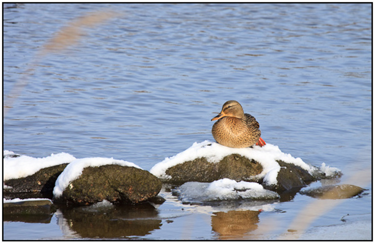 2010-01-31 - Eend op besneeuwde steen<br/>Polder Arkemheen - Nijkerk - Nederland<br/>Canon EOS 50D - 400 mm - f/8.0, 1/500 sec, ISO 200