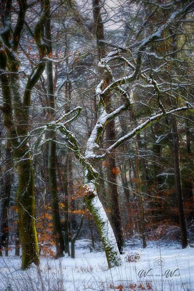 2026-01-04 - Opvallende boom<br/>Bornia -Heidestein - Zeist - Nederland<br/>Canon EOS R6m2 - 80 mm - f/8.0, 1/160 sec, ISO 2000