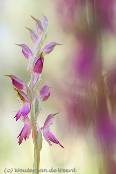 2012-05-07 - Heilige orchis - Orchis sancta<br/>Lesbos - Griekenland<br/>Canon EOS 7D - 100 mm - f/8.0, 0.01 sec, ISO 200