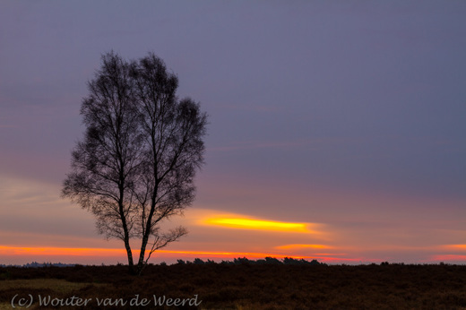 2012-12-03 - Kale boom bij een kleurige achtergrond<br/>NP De Veluwezoom - Rheden - Nederland<br/>Canon EOS 7D - 47 mm - f/11.0, 1.3 sec, ISO 100