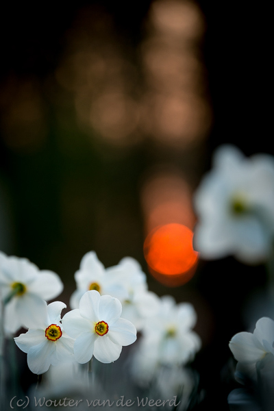 2016-04-14 - Dichtersnarcissen en de zonsondergang<br/>Landgoed Amelisweerd - Bunnik-Utrecht - Nederland<br/>Canon EOS 5D Mark III - 125 mm - f/2.8, 1/250 sec, ISO 800