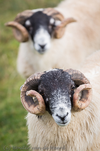 2016-10-18 - Twee Schotse Blackface schapen in portret<br/>Balnaknock - Isle of Skye - Schotland<br/>Canon EOS 5D Mark III - 200 mm - f/4.0, 1/320 sec, ISO 400
