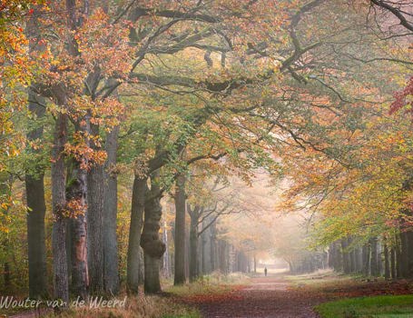 Bosfotografie Bosfotografie
