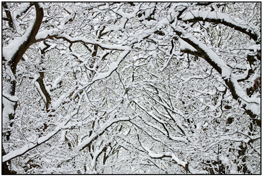 2009-12-21 - Takken vol sneeuw<br/>Heidestein - Zeist - Nederland<br/>Canon EOS 50D - 100 mm - f/4.5, 1/1000 sec, ISO 800