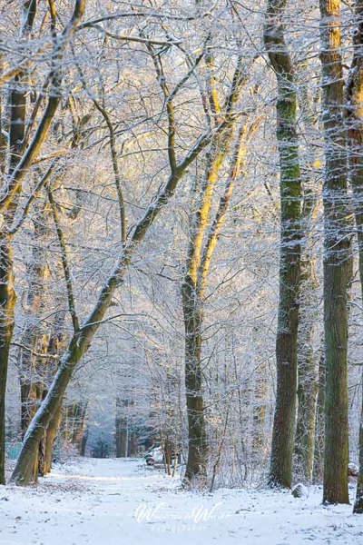 2024-01-19 - Bospad in de winter met sneeuw<br/>Heidestein-Bornia - Zeist-Driebergen - Nederland<br/>Canon EOS R5 - 155 mm - f/8.0, 1/160 sec, ISO 2000